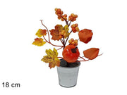 PIANTINA AUTUNNO C/ ZUCCA C/ BACCHE