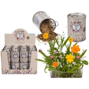 FIORE IN LATTINA, PRATO FIORITO, 24 PZ. PER DISPLAY