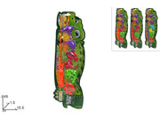 CARTELLA COCCODRILLO GIOCO PESCA