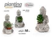 SKH/BUDDA PIANT GRAS AS 6,2*10 JP23002