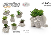 PIANTINA GRASSA 8,5*6,5 JP12012