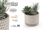 PIANTINA GRASSA 10,5*15,5