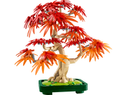 BONSAI DI ACERO ROSSO GIAPPONESE 10348